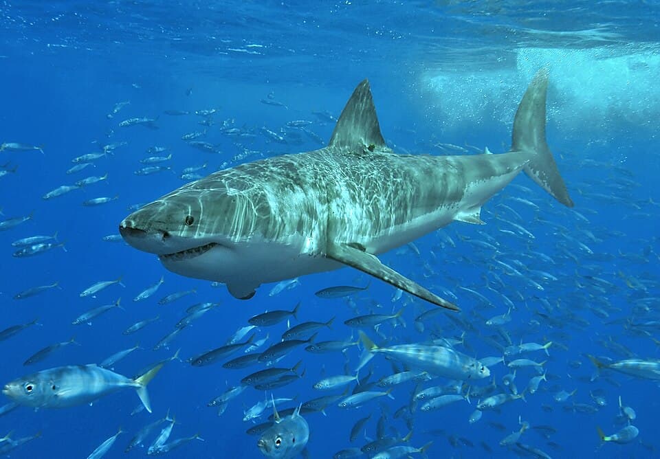 Sharks