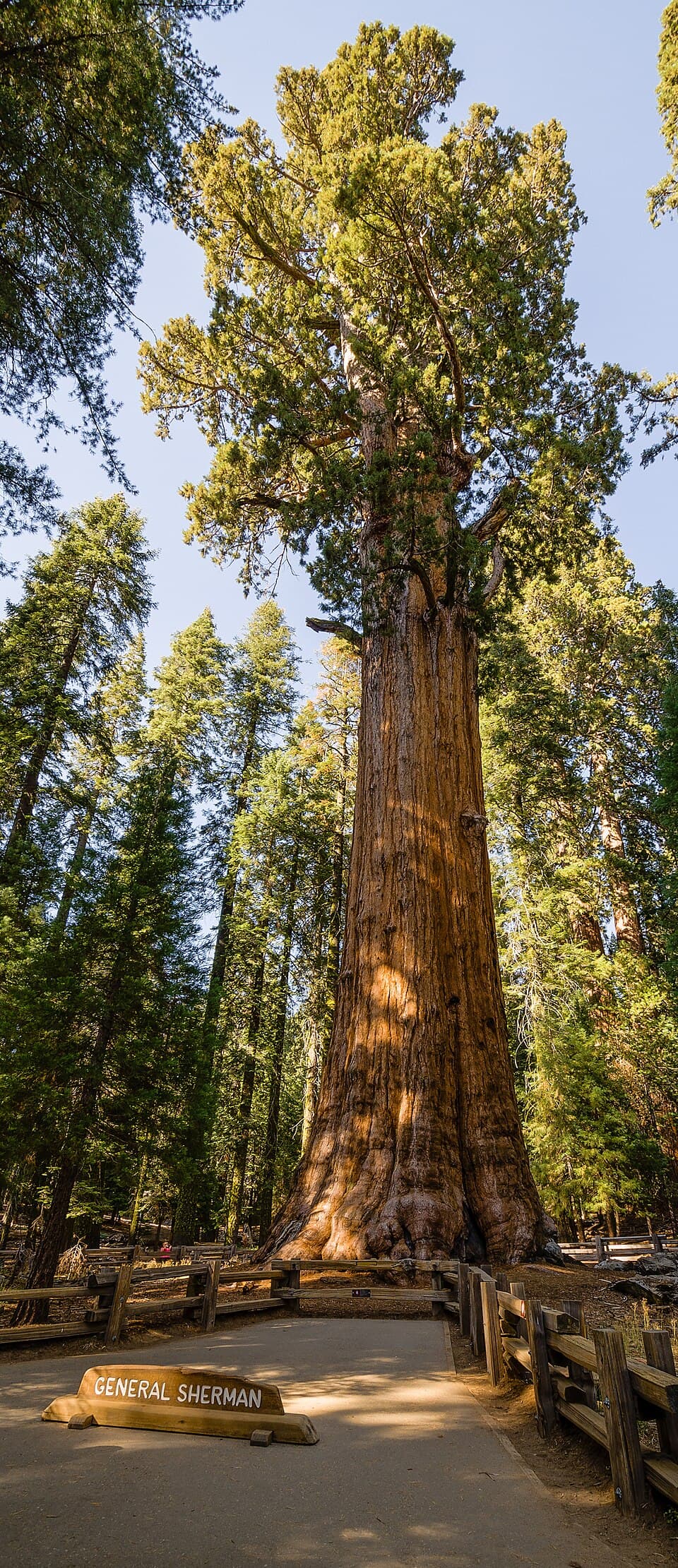 Tall Trees